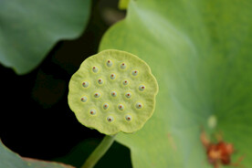 莲蓬莲子