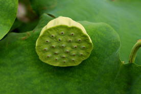 莲蓬莲子