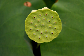莲蓬莲子
