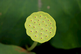 莲蓬莲子
