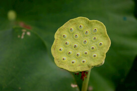 莲蓬莲子