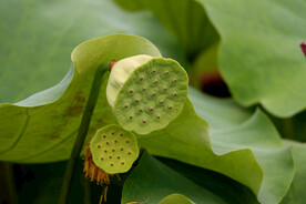 莲蓬莲子