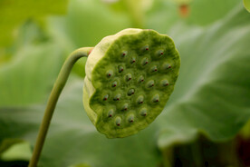 莲蓬莲子