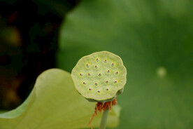 莲蓬莲子