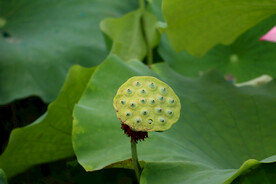 莲蓬莲子