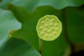 莲蓬莲子