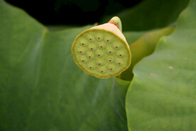 莲蓬莲子