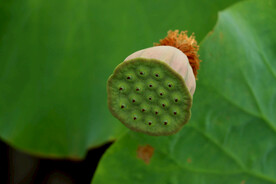 莲蓬莲子