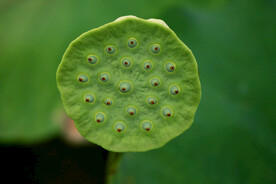 莲蓬莲子