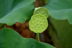 莲蓬莲子