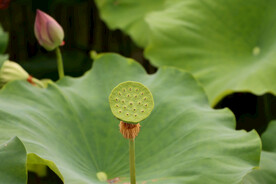 莲蓬莲子
