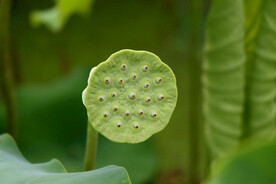 莲蓬莲子