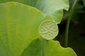 莲蓬莲子