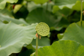 莲蓬莲子