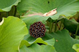 莲蓬莲子
