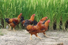田园土鸡