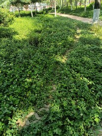 三叶草 幸运草