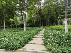 公园三叶草