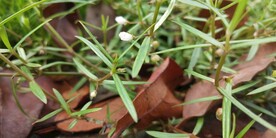 野外白花蛇舌草