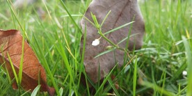 白花蛇舌草