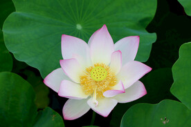 荷花特写