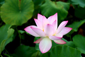 荷花特写