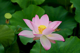 荷花特写