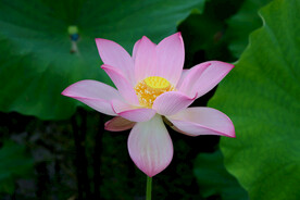 荷花特写