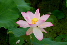 荷花特写