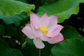 荷花特写