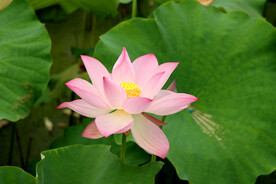 荷花特写
