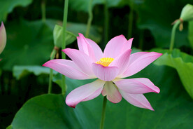 荷花特写