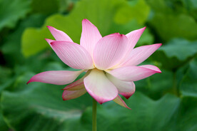 荷花特写