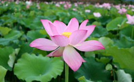 荷花特写