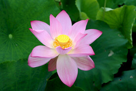 荷花特写