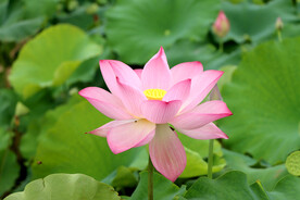 荷花特写