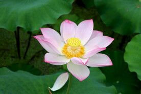 荷花特写