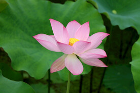 荷花特写