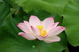 荷花特写