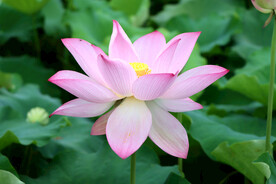 荷花特写