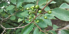 山胡椒