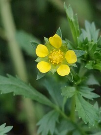 植物小黄花野花花草清新壁纸