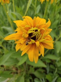 黑心金光菊小蜜蜂菜花蜜花草植物