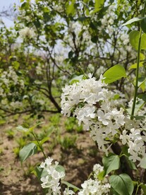 白色花朵花草植物