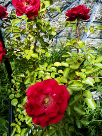 红色蔷薇花花枝花架