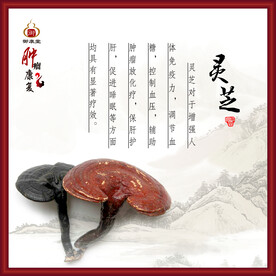 灵芝