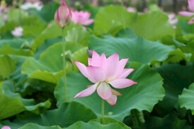 粉色荷花