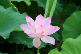 粉色荷花