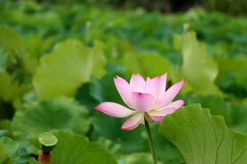 荷花