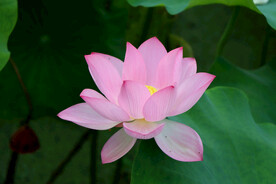 荷花特写
